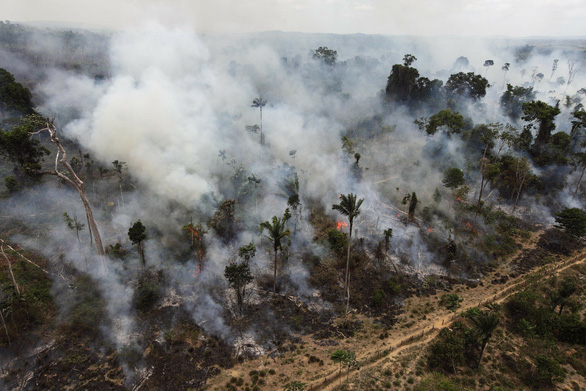 CO2 càng nhiều, cây xanh càng chết sớm